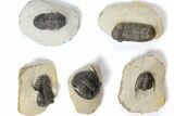 Lot: Assorted Devonian Trilobites - Pieces #119927-2
